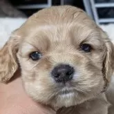 アメリカンコッカースパニエル