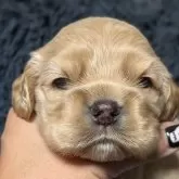 アメリカンコッカースパニエル