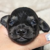 ミニチュアダックスフンド(ロング)