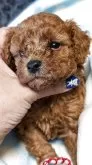 タイニープードル【愛知県・男の子・2025年5月17日・レッド】の写真9