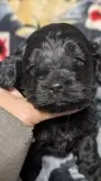 コッカプー(アメリカンコッカースパニエル×トイプードル)【愛知県・女の子・2026年1月24日・ブラック】の写真7