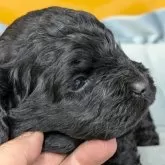 コッカプー【愛知県・女の子・2025年4月1日・ブラック】の写真7