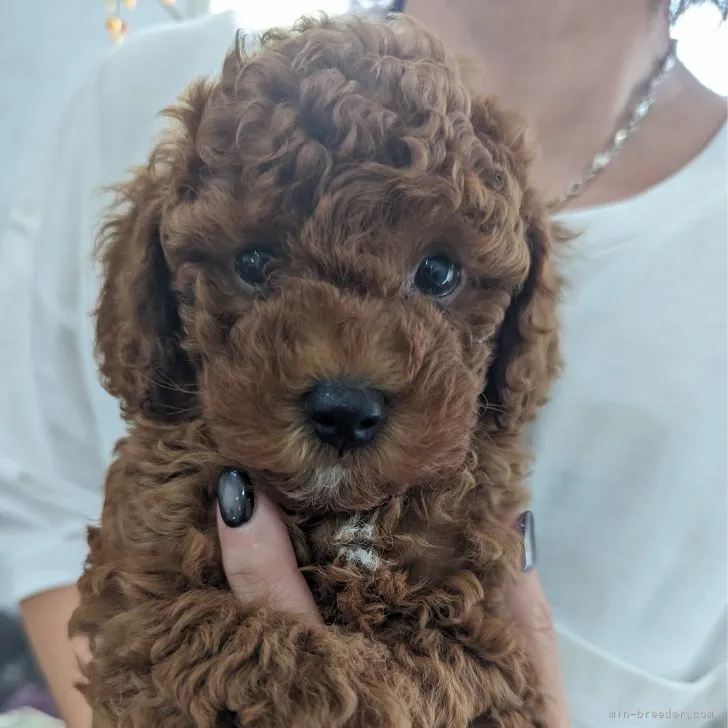 ID:2308-00141の子犬
