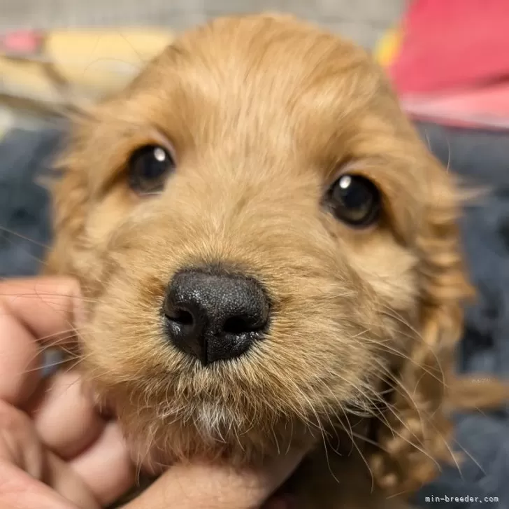 ID：2408-04672の子犬