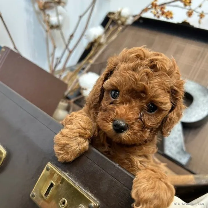 Y.K 様のお迎えした子犬