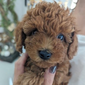 トイプードル(タイニー)【愛知県・男の子・2023年5月29日・レッド】の写真「お目々クリクリの男の子です」