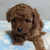 タイニープードル【愛知県・男の子・2023年12月5日・レッド】の写真4