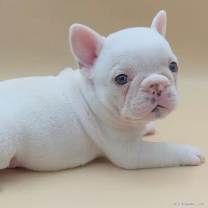 ID:2501-05658の子犬