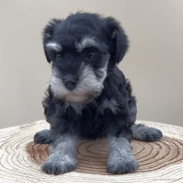 ID：2508-07964の子犬