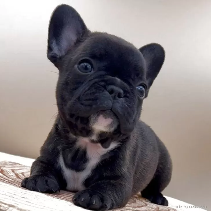 ID:2505-04571の子犬