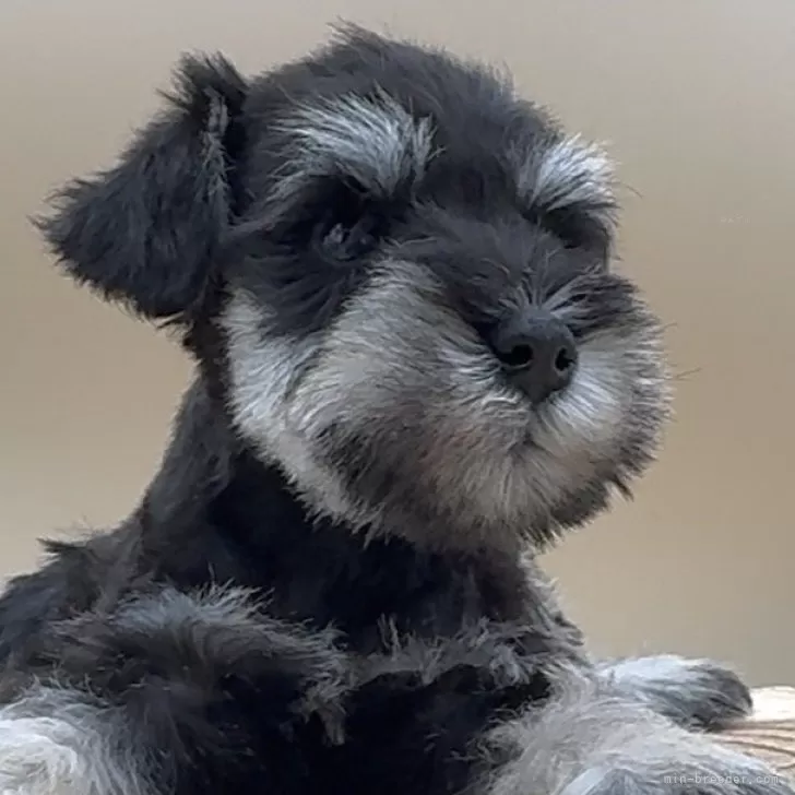 D.N 様のお迎えした子犬