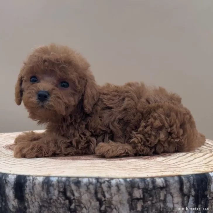 ID：2503-02512の子犬