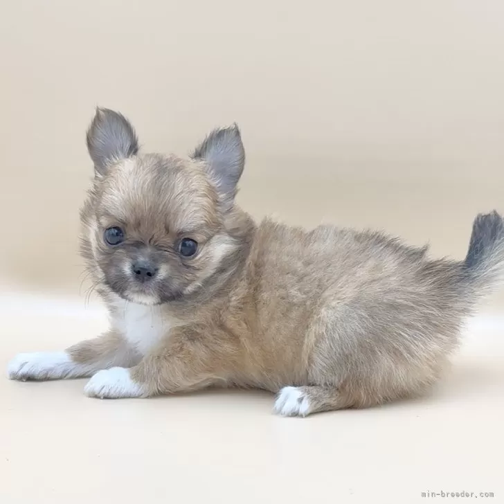 ID：2508-06320の子犬