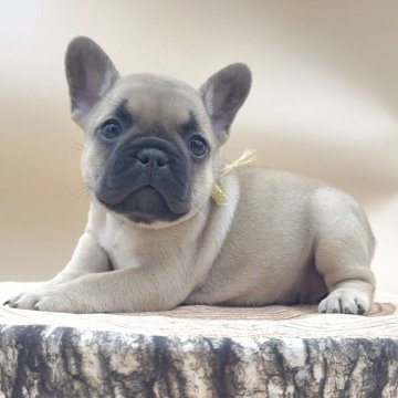 フレンチブルドッグ【愛知県・女の子・2025年10月12日・フォーン】の写真「とっっても可愛い❤ムチコロンボディー✨掲載短めです」