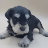 ミニチュアシュナウザー【愛知県・男の子・2024年12月23日・ブラックシルバー】の写真1