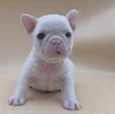 フレンチブルドッグ