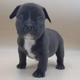 フレンチブルドッグ【愛知県・男の子・2024年11月11日・ブリンドル】の写真1