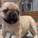 フレンチブルドッグ
