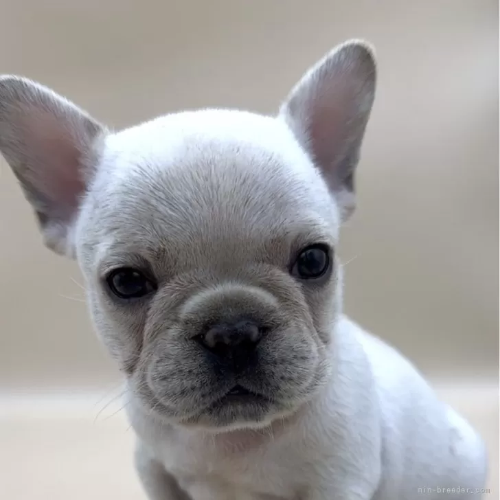 ID：2406-02135の子犬