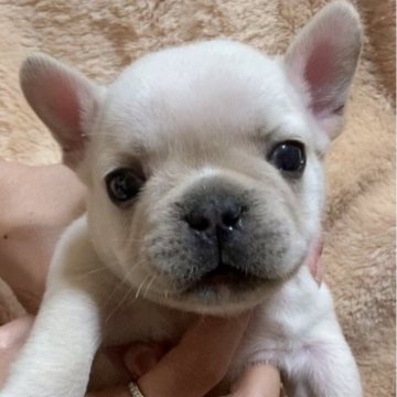 フレンチブルドッグ【愛知県・男の子・2024年4月28日・クリーム】の写真「ムチムチわがままボディーでおめめくりくりっ」