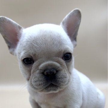 フレンチブルドッグ【愛知県・男の子・2024年5月1日・クリーム】の写真「愛くるしく見つめるかわいさです」
