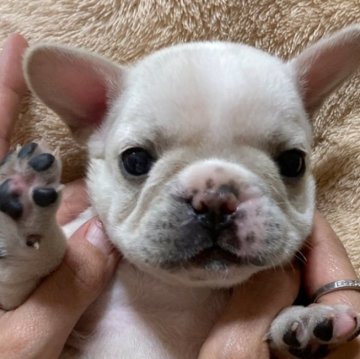 フレンチブルドッグ【愛知県・女の子・2024年4月28日・クリーム&ホワイト】の写真「ムチムチわがままボディーでおめめくりくりっ」