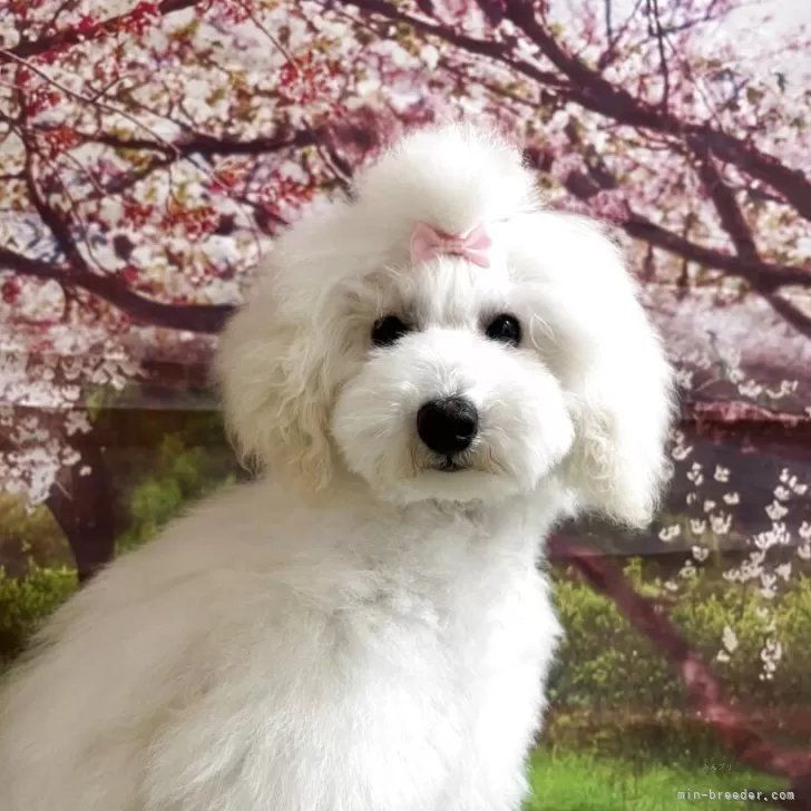 ID:2501-05574の子犬