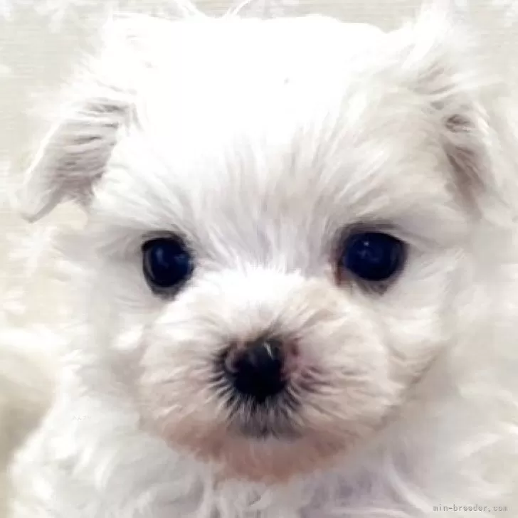 ID：2507-01113の子犬