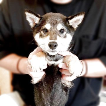 柴犬(標準サイズ)【広島県・男の子・2025年7月23日・黒】の写真「とっても可愛い男の子です」
