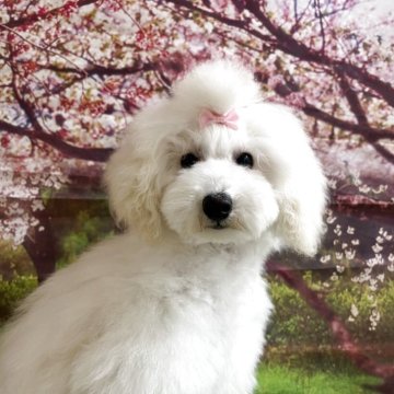 ミニチュアプードル【広島県・女の子・2024年11月13日・ホワイト】の写真「お父さんはJKCチャンピオン♪」