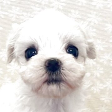 マルチーズ【広島県・女の子・2025年5月29日・ホワイト】の写真「小ぶりの可愛い女の子です」