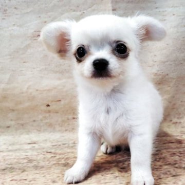 チワワ(ロング)【広島県・男の子・2025年8月25日・クリーム&ホワイト】の写真「小ぶりなかわいい男の子です」