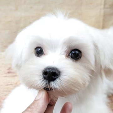 マルチーズ【広島県・男の子・2025年6月4日・ホワイト】の写真「1人っ子ののんびりボーイです」