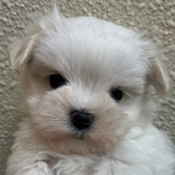 マルチーズ【広島県・男の子・2024年11月1日・ホワイト】の写真「お父さんはJKCチャンピオン元気な可愛子ちゃんです」