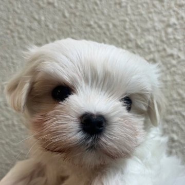 マルチーズ【広島県・男の子・2024年11月1日・ホワイト】の写真「お父さんJKCチャンピオン、元気な可愛子ちゃんです」