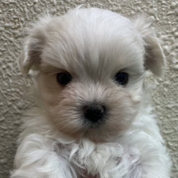 マルチーズ【広島県・男の子・2024年11月1日・ホワイト】の写真「お父さんはJKCチャンピオン元気なかわい子ちゃん」