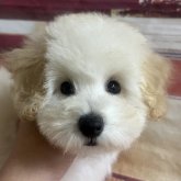 ミニチュアプードル