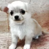 チワワ(ロング)