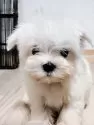 マルチーズ【広島県・女の子・2024年11月8日・ホワイト】の写真4