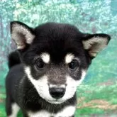 柴犬(標準サイズ)【広島県・女の子・2025年7月23日・黒】の写真4