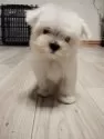 マルチーズ【広島県・女の子・2024年11月8日・ホワイト】の写真5