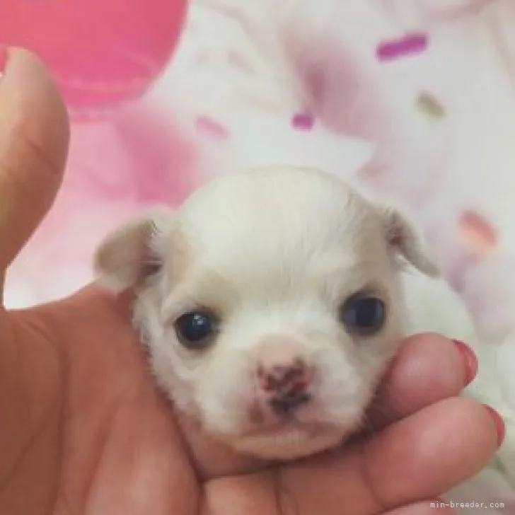ID:2308-02414の子犬