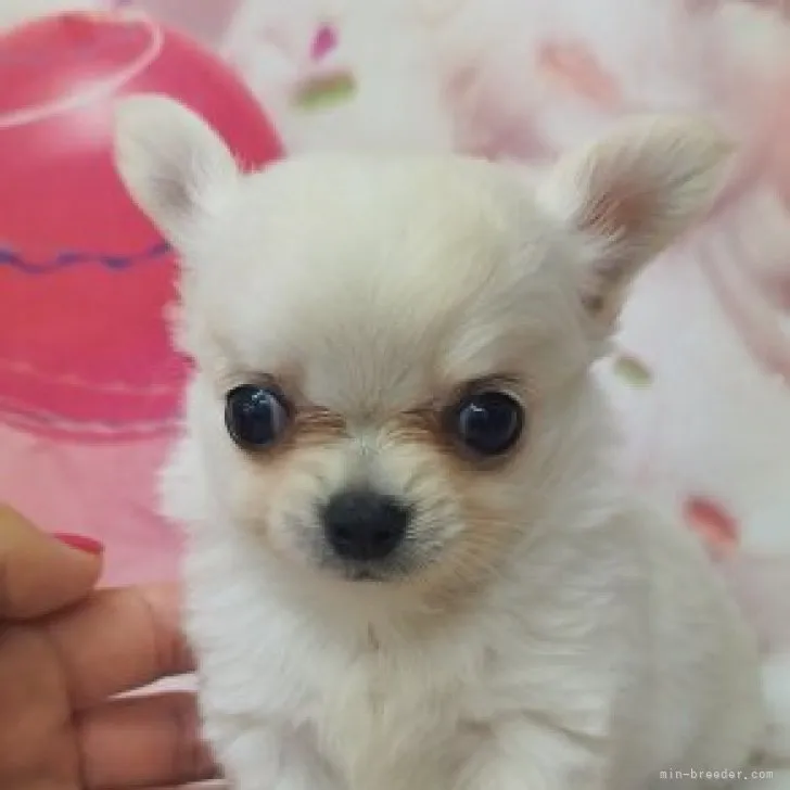 ID：2308-02392の子犬