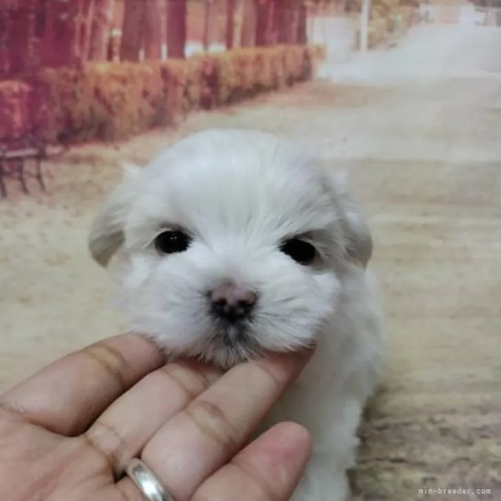 ID：2211-01215の子犬