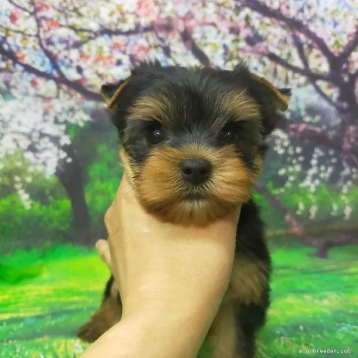 ID：2304-01209の子犬