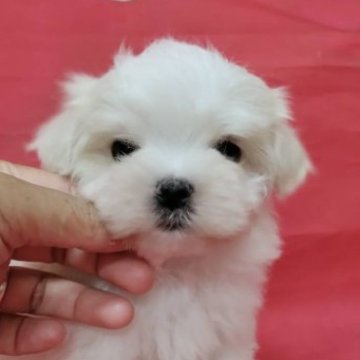 マルチーズ【広島県・男の子・2023年4月13日・ホワイト】の写真「可愛いお顔」