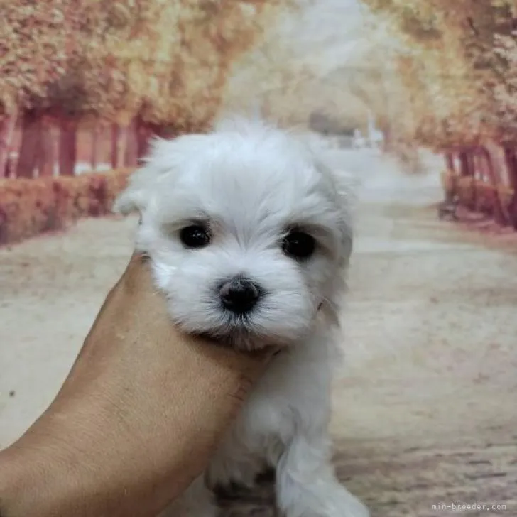 ID：2211-02055の子犬