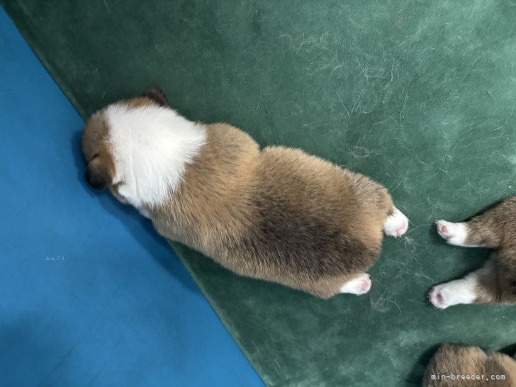 劉雨晴ブリーダーのブログ：コーギー産まれました💕オス2、メス4