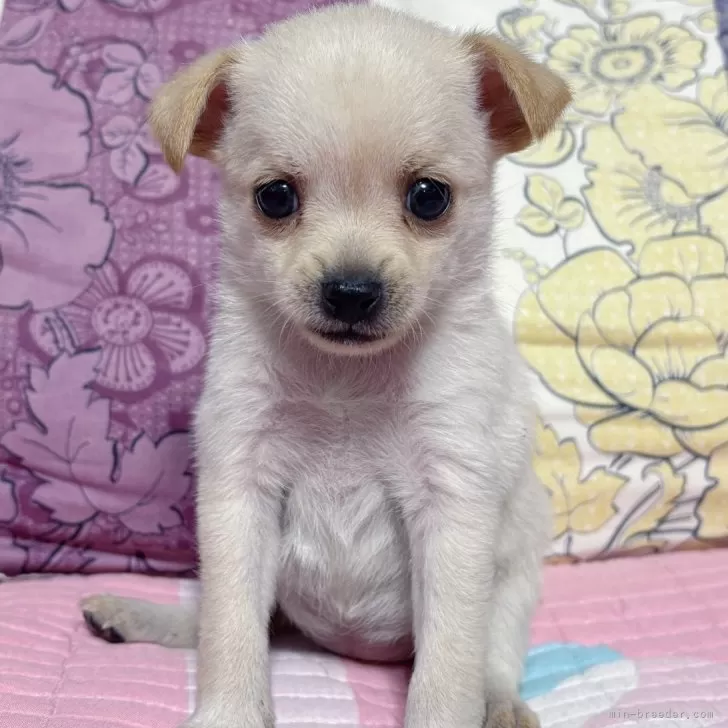 ID:2510-01580の子犬