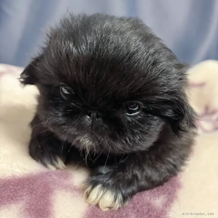 ID:2503-01825の子犬